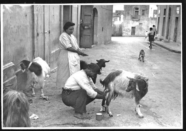 Goat herder selling fresh milk door to door, Zurrieq Malta, circa early 1930s